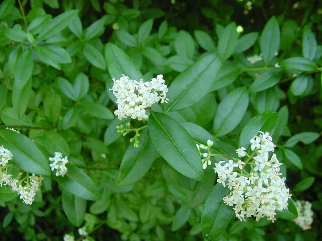 LIGUSTRUM ovalifolium  / Troène de Californie