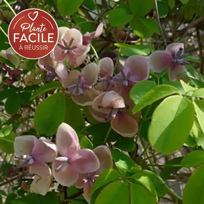 AKÉBIE 'Cream Form' - akebia quinata - Photo 1