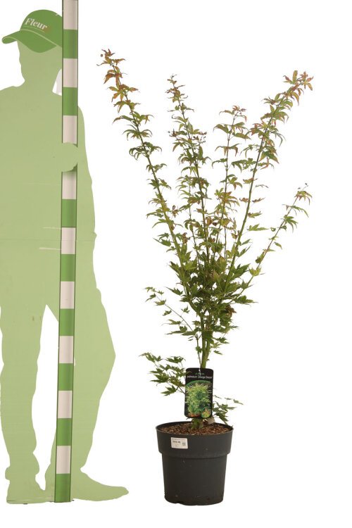 100-125 cm Pot de 5L