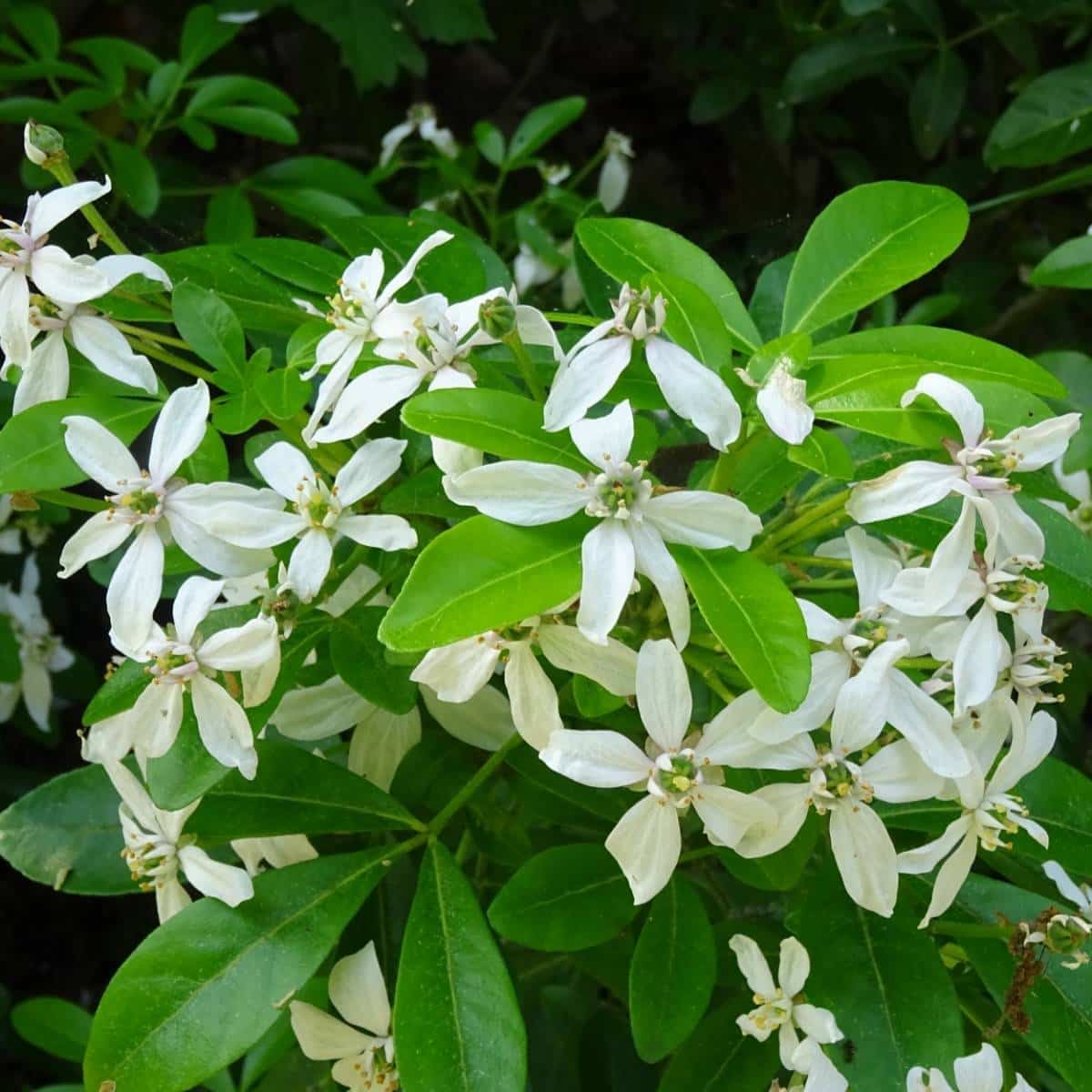 CHOISYA ternata  / Oranger du Mexique - Photo 1