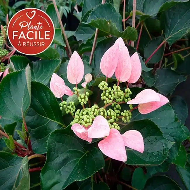 Hortensia grimpant du Japon 'Roseum' - schizophragma - Photo 3