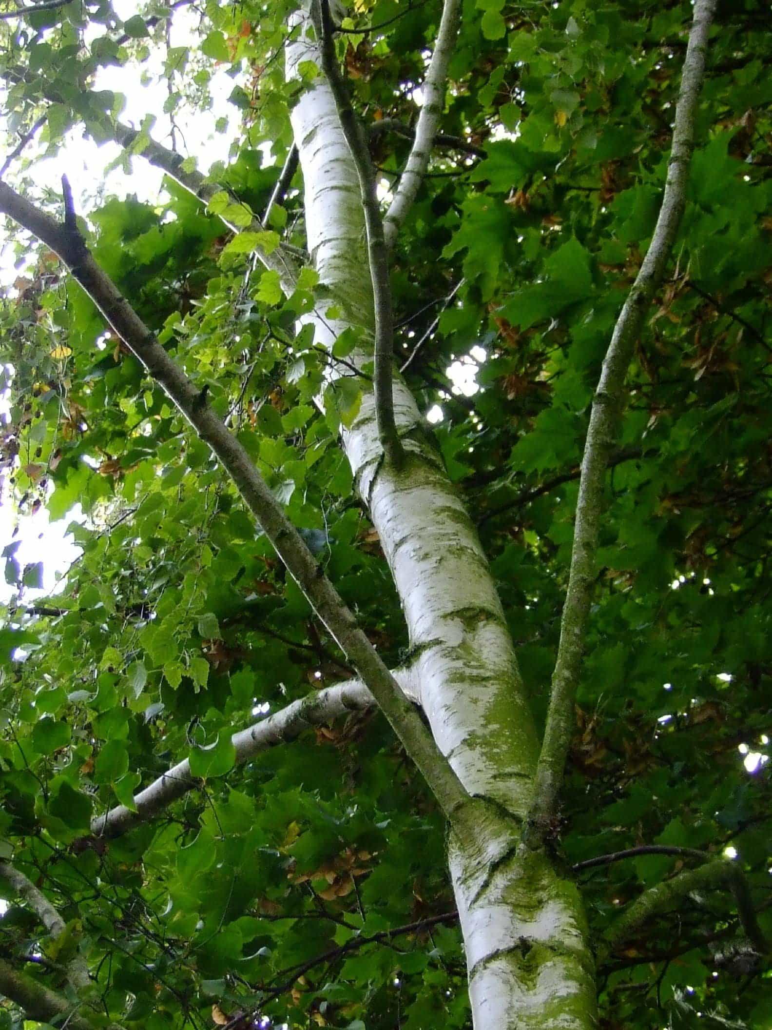 BETULA pendula / Bouleau commun - Photo 1