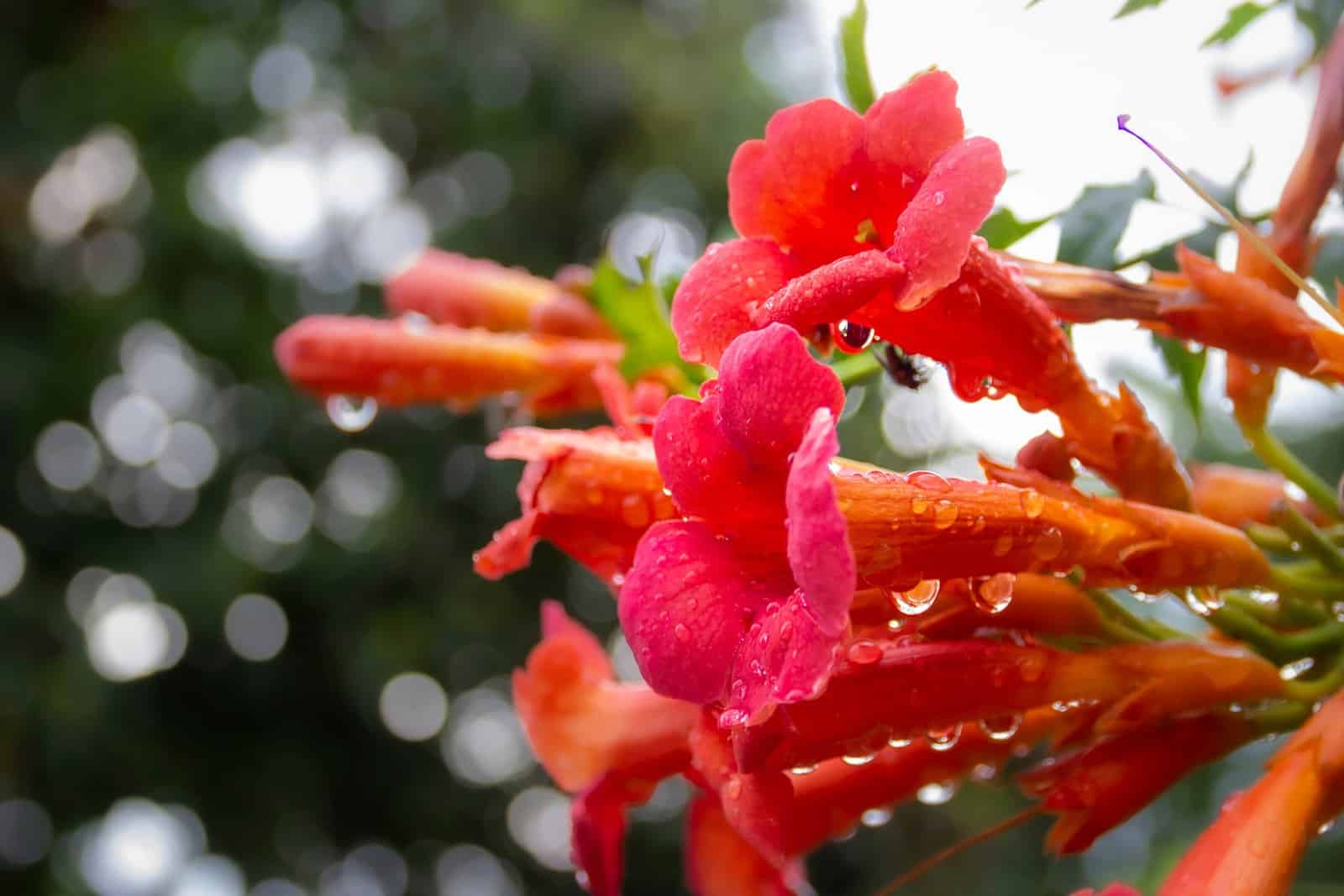 BIGNONE 'Mme Galen' / CAMPSIS x tagliabuana ‘Mme Galen’ - Photo 1