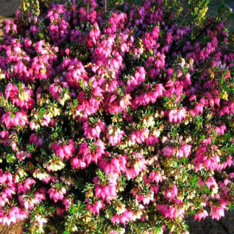 ERICA CARNEA 'WINTERFREUDE' / Bruyère d'hiver - Photo 1
