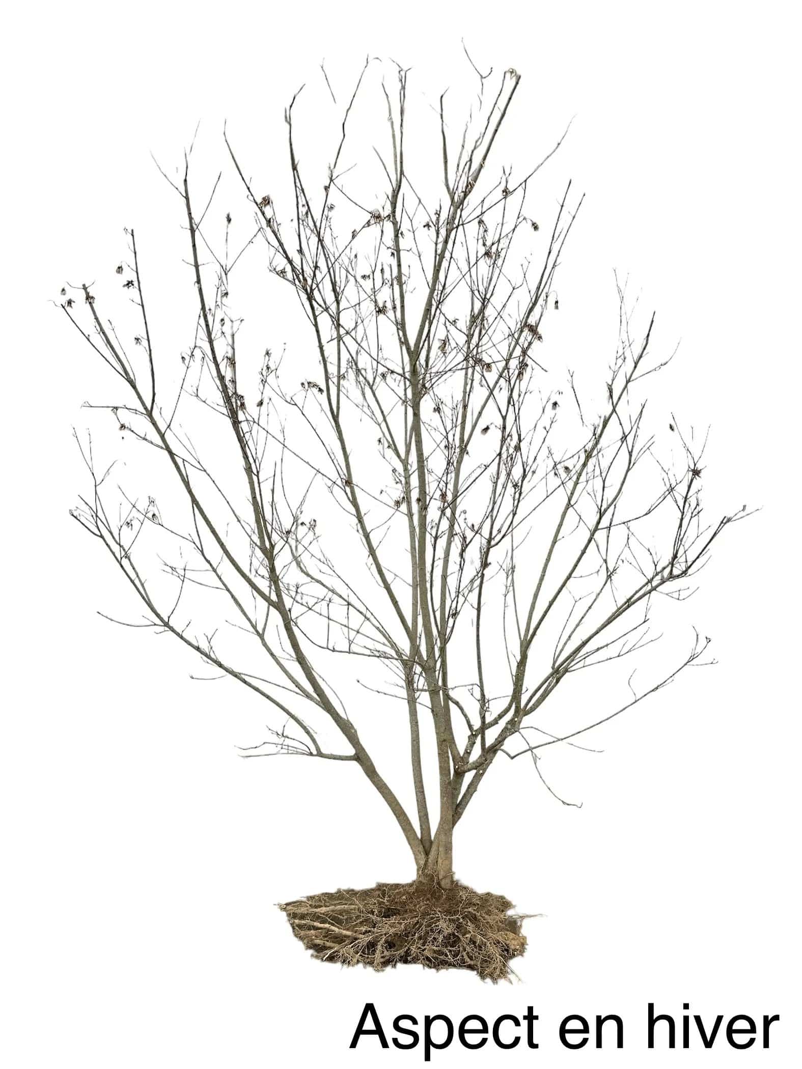 ACER tataricum ‘Ginnala' / Érable du fleuve Amour - Photo 4