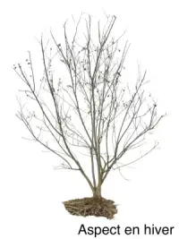 ACER tataricum ‘Ginnala' / Érable du fleuve Amour - Photo 4