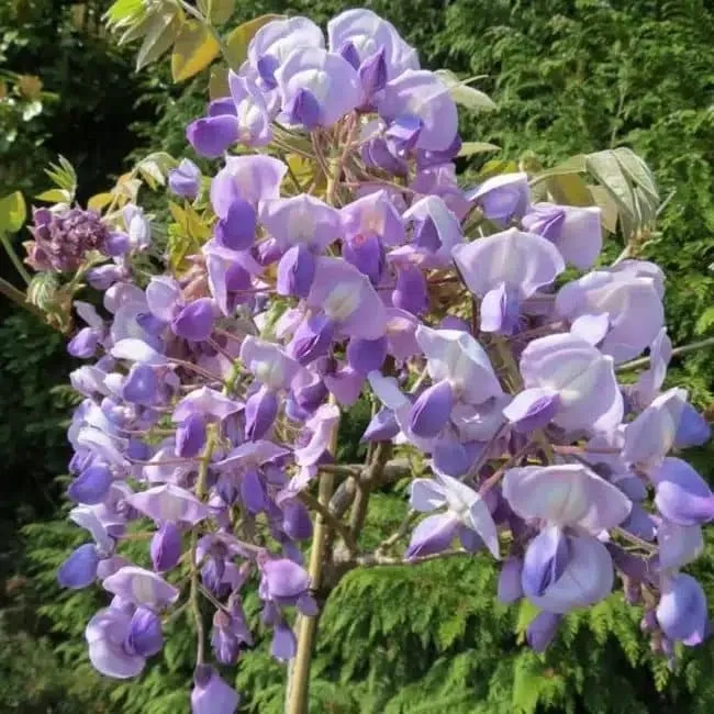 Glycine gracieuse ‘Okayama’ - wisteria venusta - wisteria brachybotrys