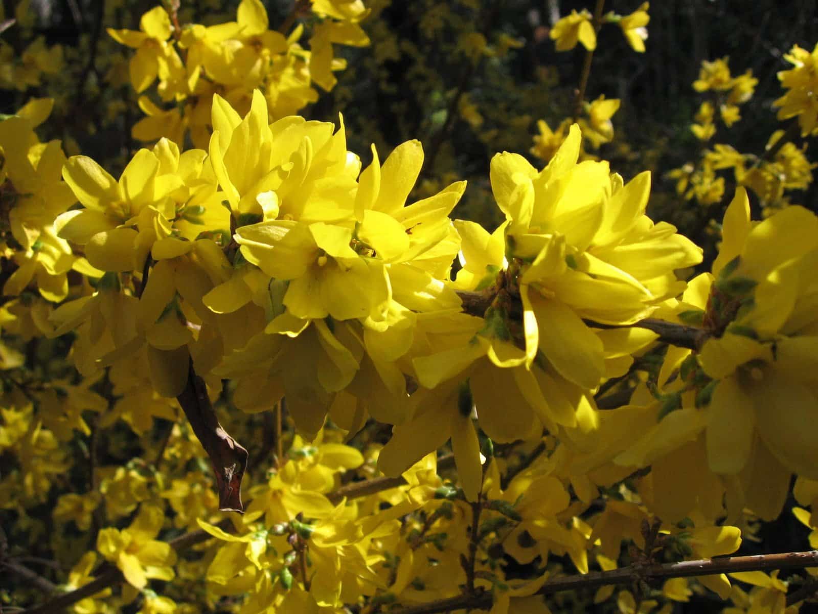 FORSYTHIA x intermedia ‘Lynwood’ / Forsythia - Photo 1