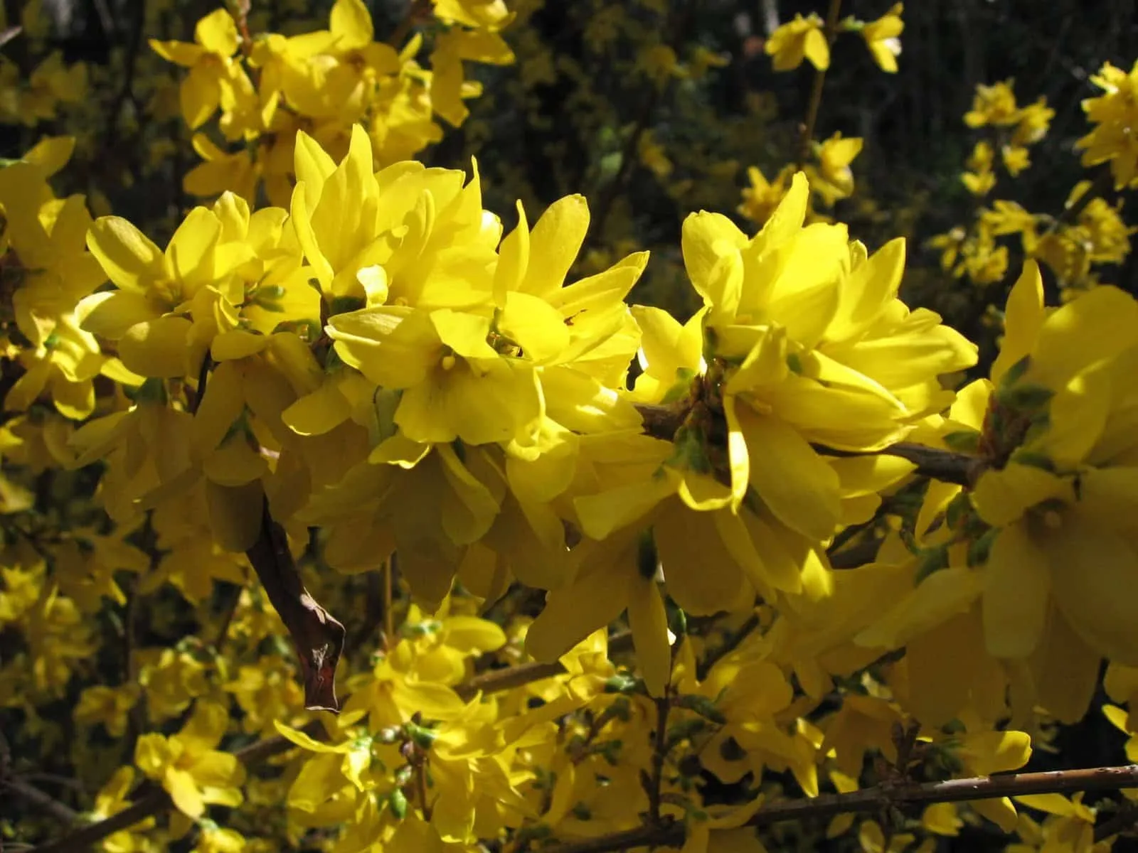FORSYTHIA x intermedia ‘Lynwood’ / Forsythia
