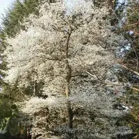 AMELANCHIER canadensis / Amelanchier - Photo 2