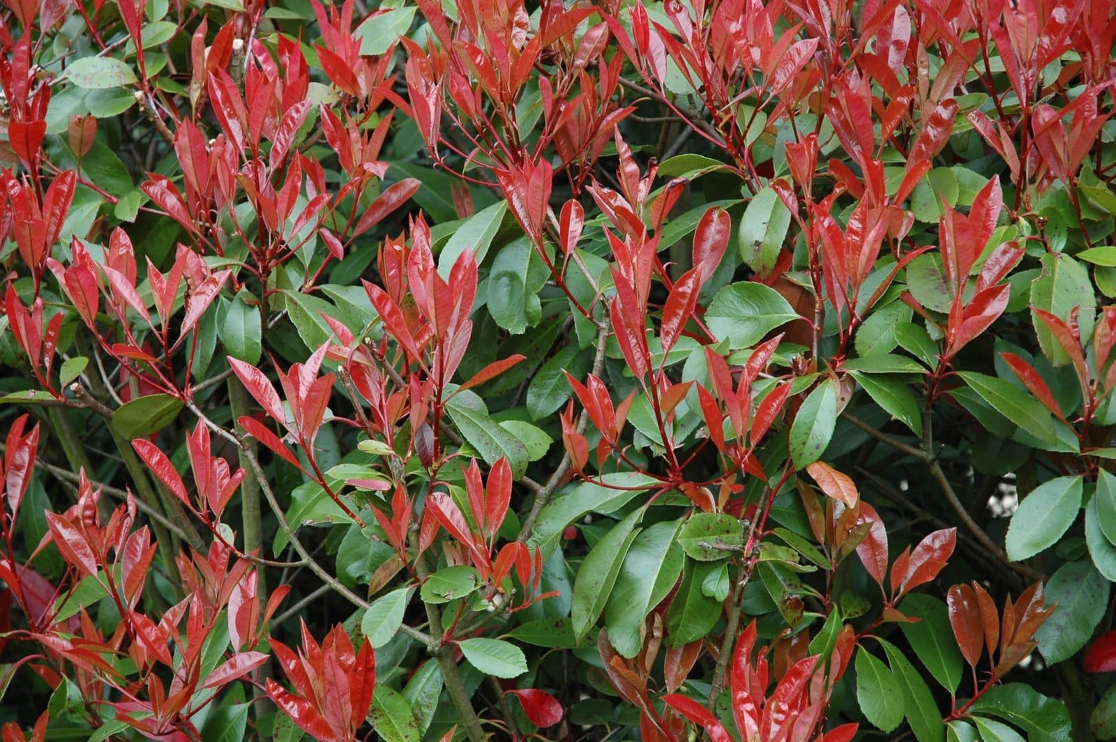 PHOTINIA x fraseri ‘Red Robin’ / Photinia - Photo 3