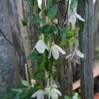 Clématite de Noël 'Freckles' - clematis cirrhosa - Photo 4