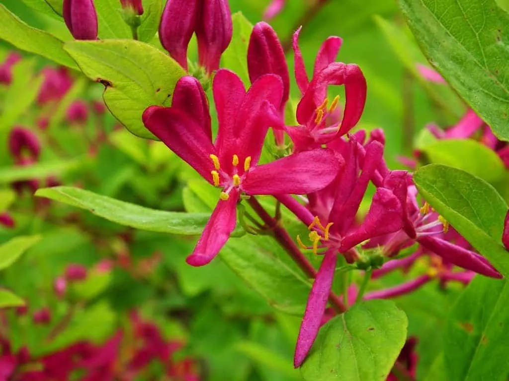 LONICERA tatarica ‘Arnold Red’ / Lonicera tatarica 'Arnold Red'