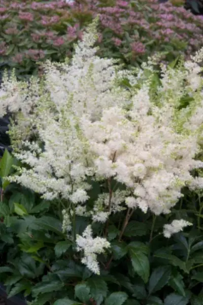 ASTILBE (A) 'ASTARY WHITE' / Fausse spirée