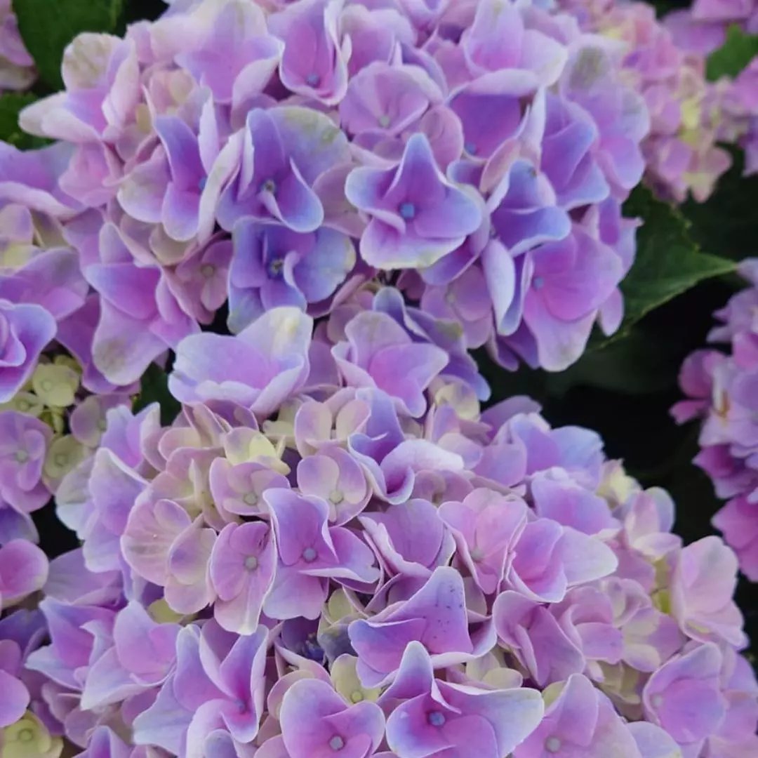 HYDRANGEA M. 'MAGICAL JEWEL'® BLUE / Hortensia Bleu - Photo 1
