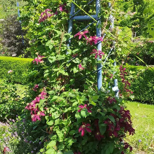 Clématite 'Niobe' - clematis - Photo 2