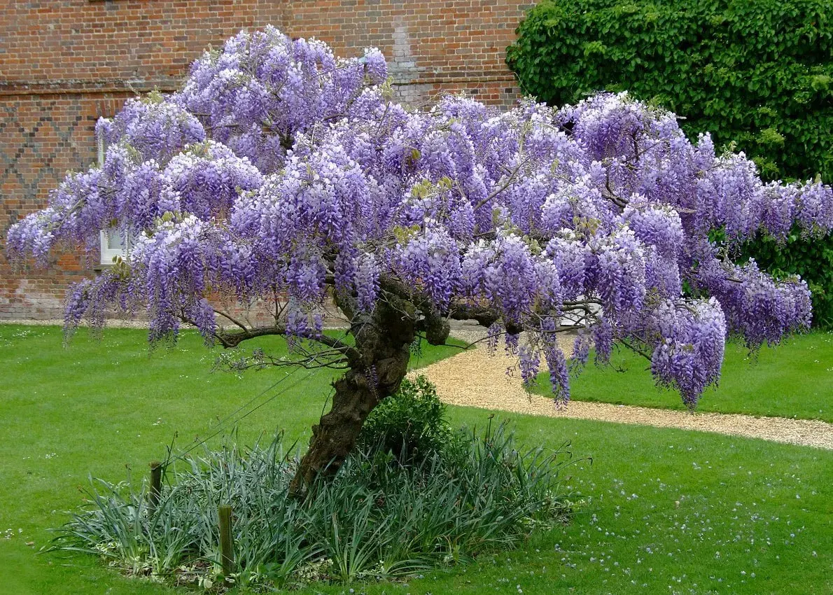 Glycine de Chine / Wisteria sisensis - Photo 3