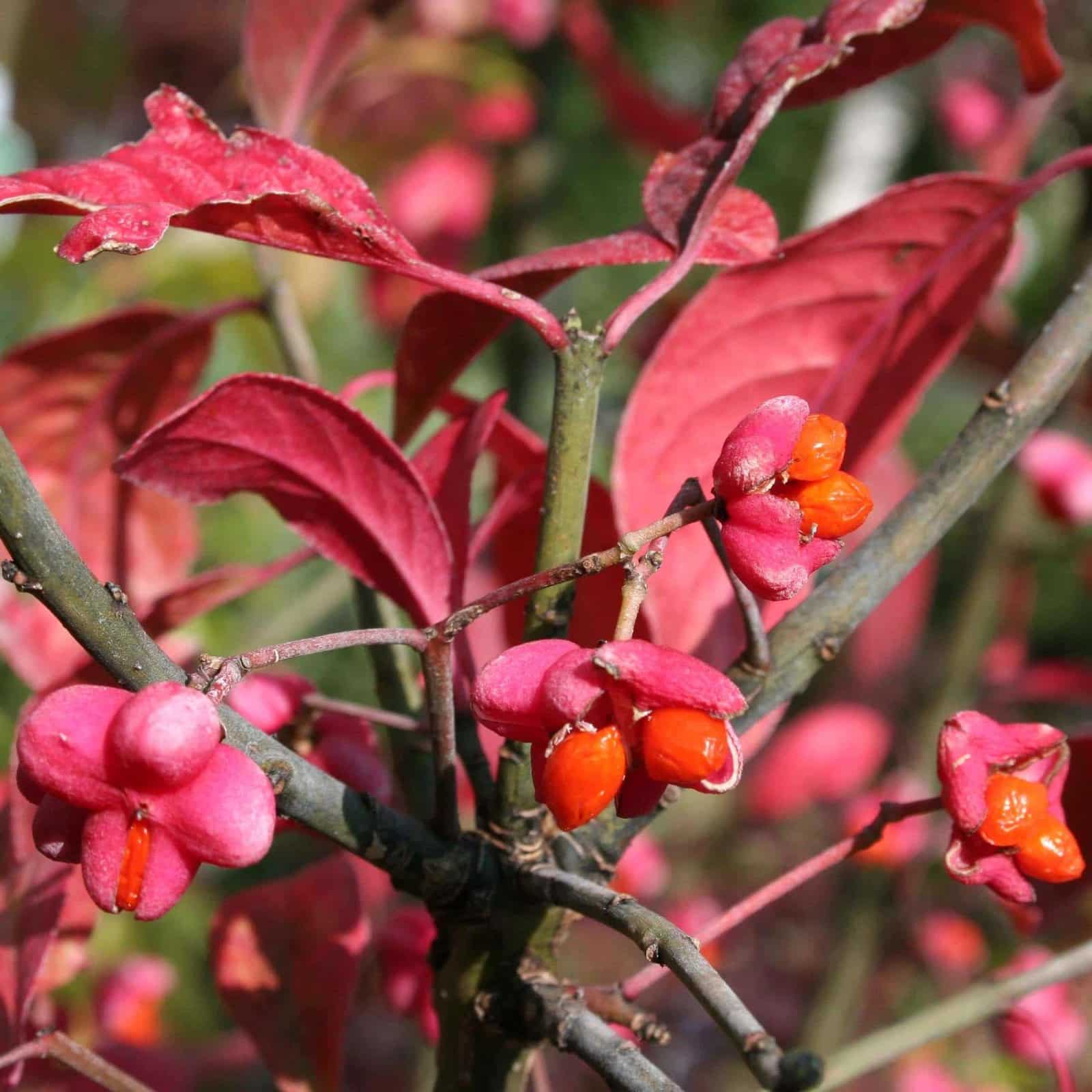 EUONYMUS europaeus ‘Red Cascade’ / Fusain d'Europe 'Red Cascade' - Photo 1
