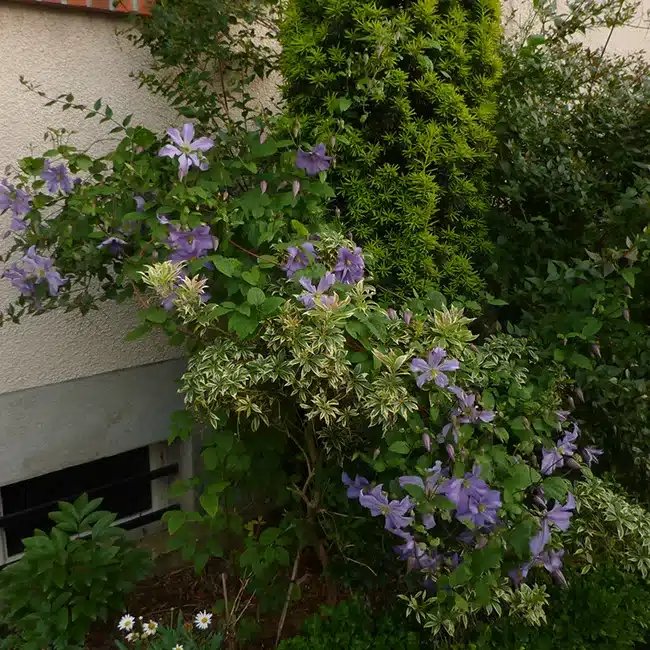 Clématite 'Prince Charles' - clematis viticella - Photo 2