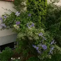 Clématite 'Prince Charles' - clematis viticella - Photo 2