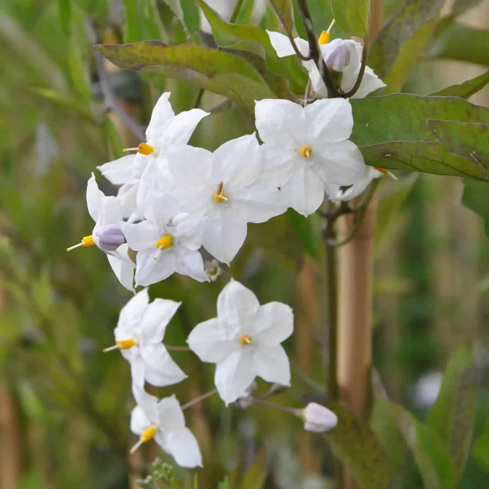Morelle faux-jasmin 'Album' - solanum jasminoïdes - Photo 4