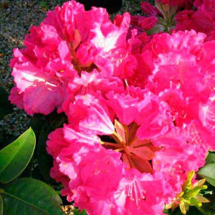 RHODODENDRON 'GERMANIA' / Rhododendron 'Germania' - Photo 1