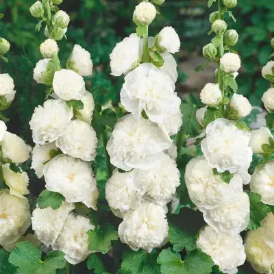 ALCEA ROS. 'CHATER'S DOUBLE WHITE' / Rose-trémière - Photo 1