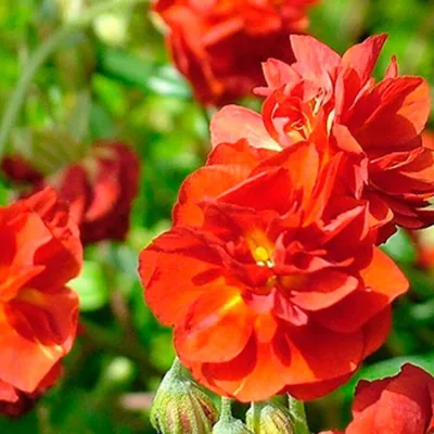 HELIANTHEMUM 'AMABILE PLENUM' / Hélianthème - Photo 1