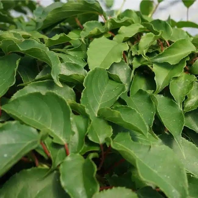 Kiwaï male - actinidia arguta - Photo 1