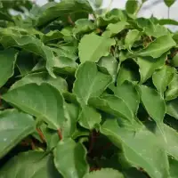 Kiwaï male - actinidia arguta - Photo 1