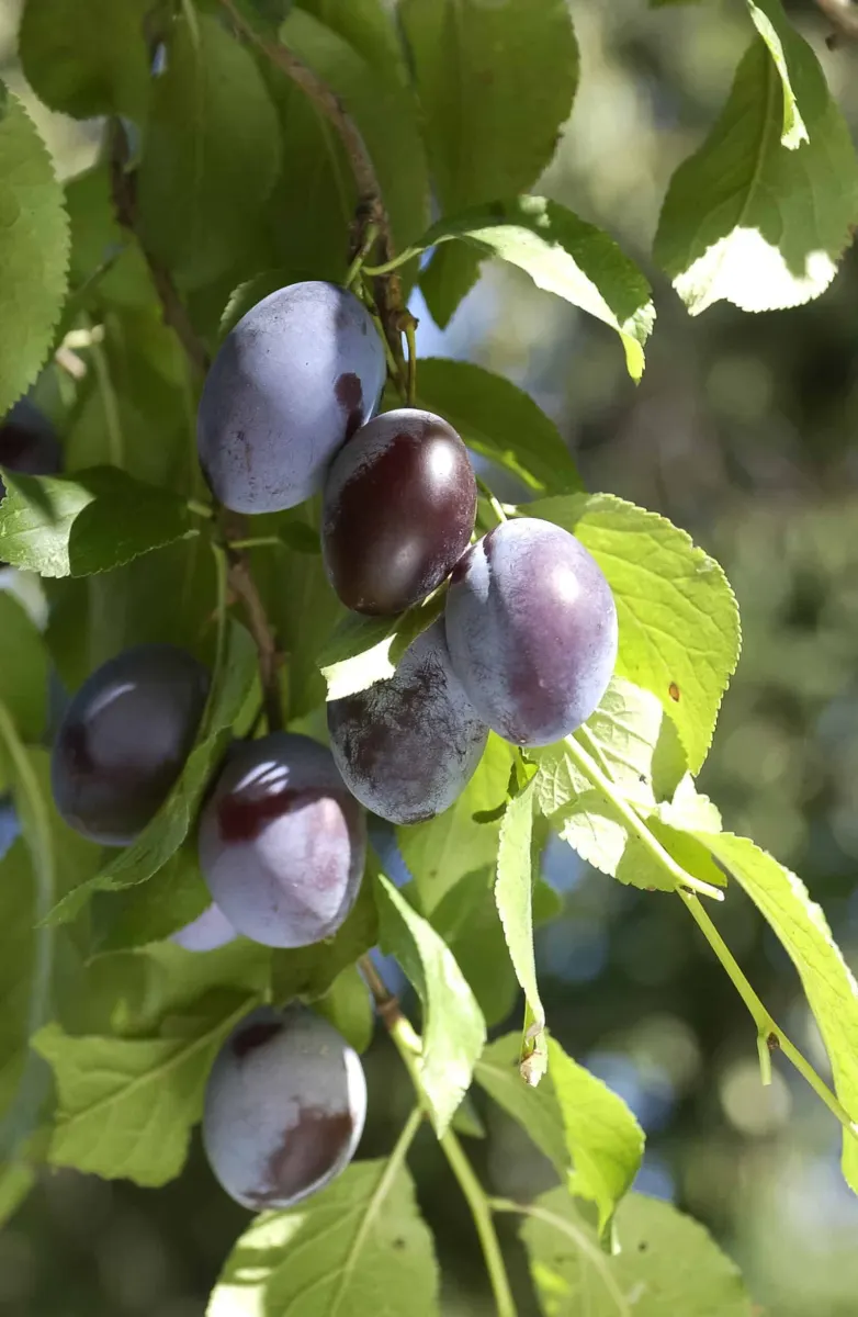 Prunus domestica 'Quetsche d’Alsace' / Prunier Quetsche d'Alsace - Photo 1