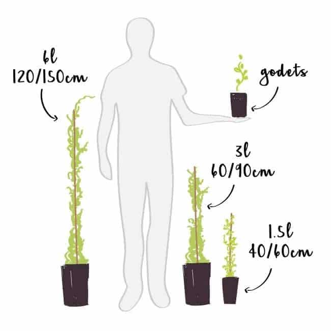 Lierre des bois 'Shamrock' - hedera helix - Photo 3