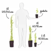 Lierre des bois 'Shamrock' - hedera helix - Photo 3