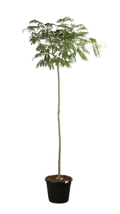 10/12 cm Motte/Pot de 30/35L